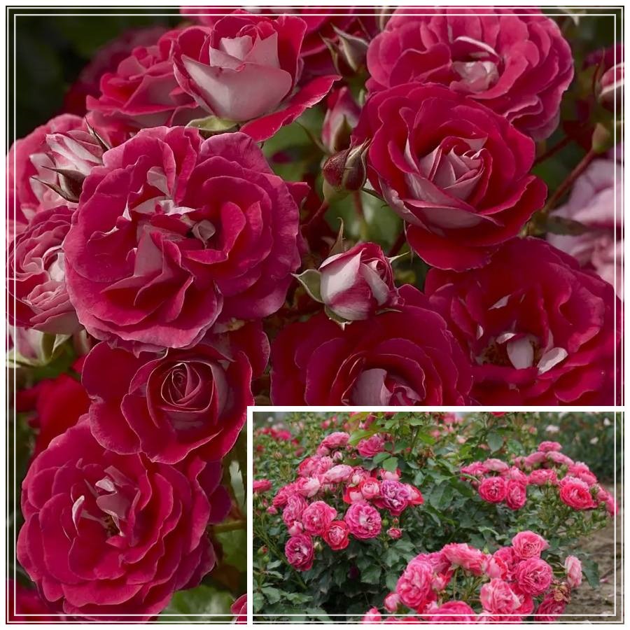 Corazon róże miniaturowe